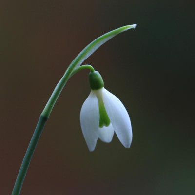 GidW - Galanthus peshmenii.jpg