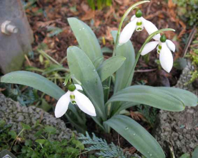 3.2.07._Galanthus_Ho._Nr.10__030.JPG