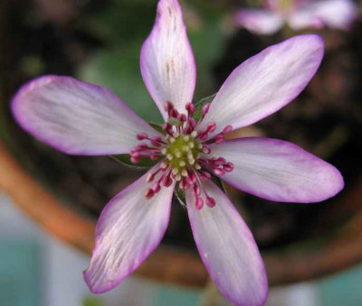 3.2.07._Hepatica_nobilis_var._jap._Fukurin_033.JPG