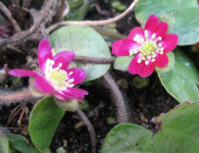 3.2.07._Hepatica_nobilis_var._jap._Tsumabeni__043.JPG
