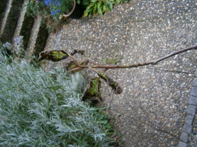 Veredlung 018.JPG