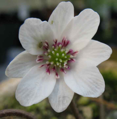 3.2.07._Hepatica_nobilis_var._jap._Rosa_Hauch__046.JPG