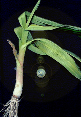 knoblauch_februar_07.jpg