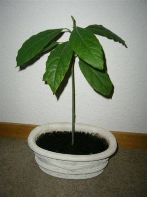 Avocado.JPG