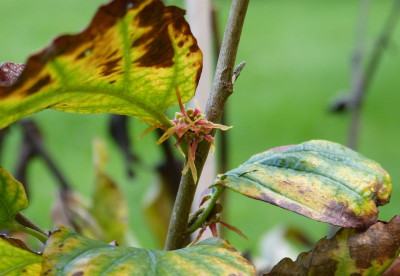 2017-09-16 Hamamelis virginiana 'Mohonk Red'.jpg