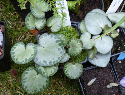 2017-09-16 Cyclamen purpurascens.jpg
