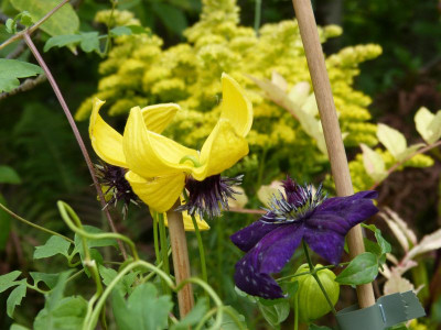 2017-09-16 Clematis 'Golden Tiara' 'Dark Eyes'.jpg