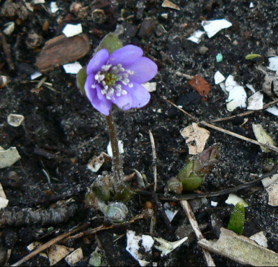 Hepatica_07_02_03_a.jpg