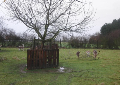 Haupt Damwildgehege 18.12.2014 037.JPG