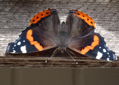 schmetterling01.jpg