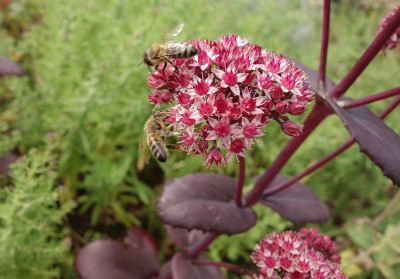 DSC00238 Sedum.jpg