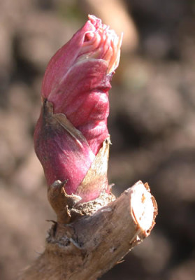 DSCN1120_Pfingstrose_.jpg