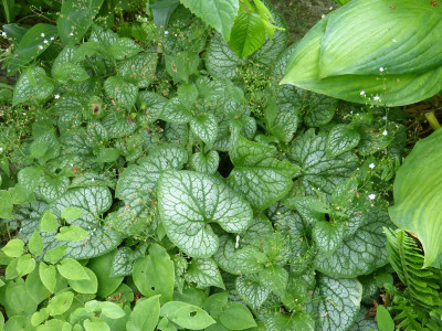 2015-06-06 Brunnera 'Mrs Morse'.jpg