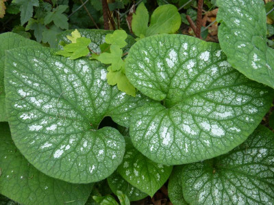 2017-09-17 Brunnera macrophylla.jpg