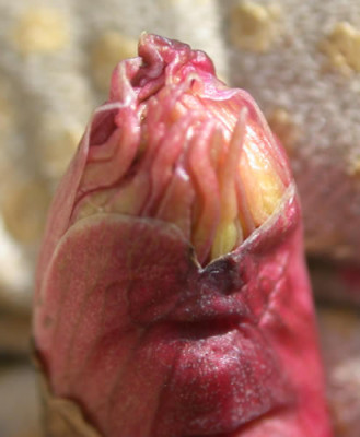 DSCN1121_Pfingstrose_2_.jpg