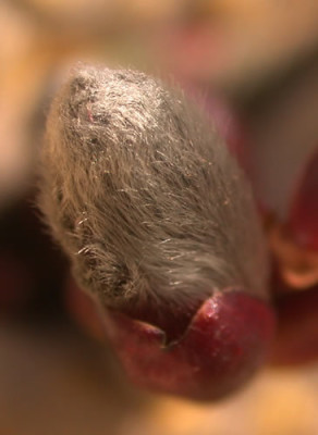 DSCN1126_Haarschopf_.jpg