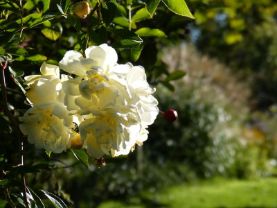 2017-09-18 Gartenimpressionen 6.jpg