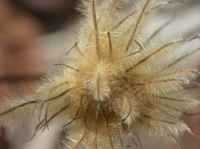 DSCN1160_Clematis_.jpg