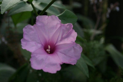 Ipomoea_platensis.jpg
