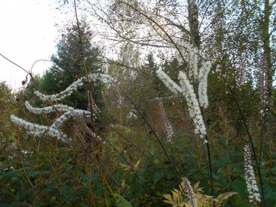 Cimicifuga_Actaea.JPG