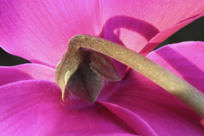 Cyclamenversuch-7.jpg