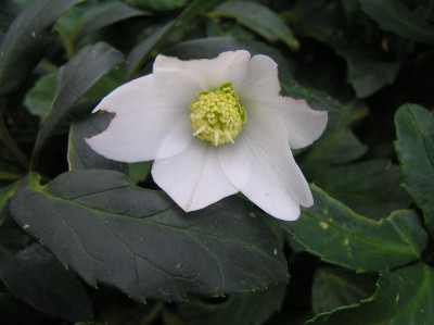 Schneerose Sep. 2017 002.JPG