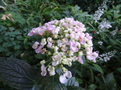 fliederblüt. hortensie.JPG