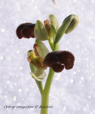 Op._omegaifera_07a.JPG