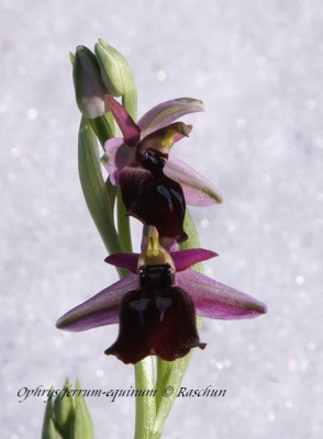 Op._ferrum-equinum_07a.JPG