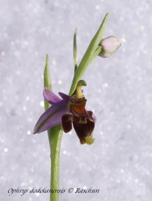 Op._dodekanensis_07a.JPG