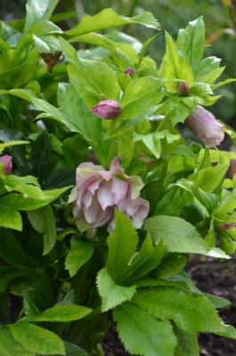 Helleborus-SPElly.17-3.jpg
