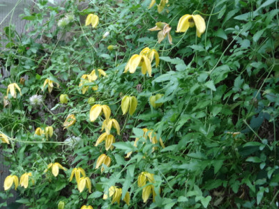 clematis.JPG