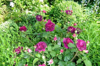 2016_06073april20160089.JPG