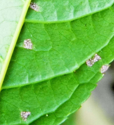 krankheit prunus padus.JPG