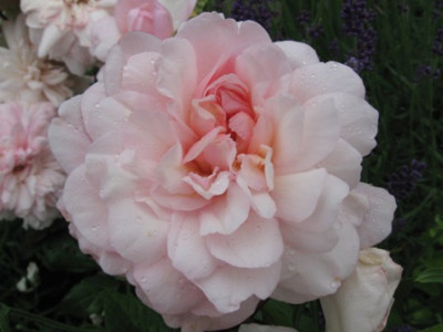 Rosa_Gru_an_Aachen_2.jpg