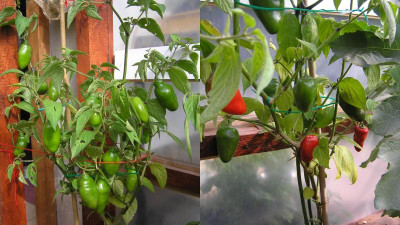 2017-09-19 Rocoto 2017.jpg