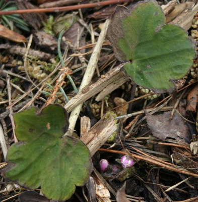 IMG_2145_eHepatica_yamatutai.JPG