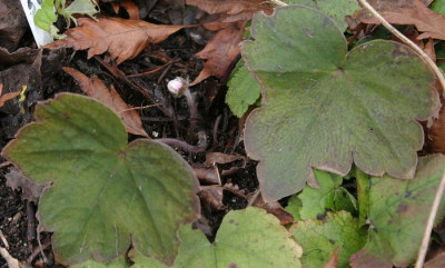 IMG_2147_eHepatica_yamatutai.JPG