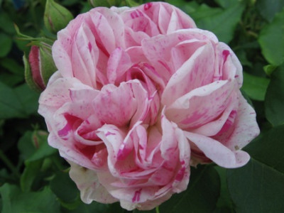 Honorine_de_Brabant_4.jpg