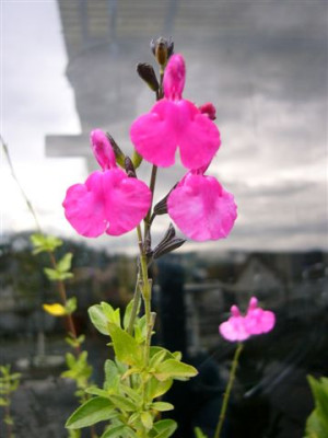 Salvia_greggii_-_Pfirsichsalbei.jpg
