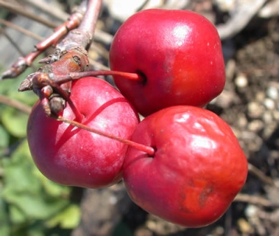 DSCN1237_Rote_Zieraepfelchen_.jpg