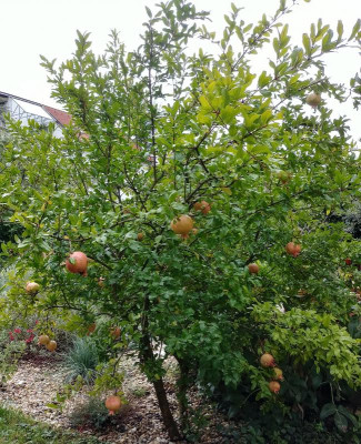 Punica_190917.jpg