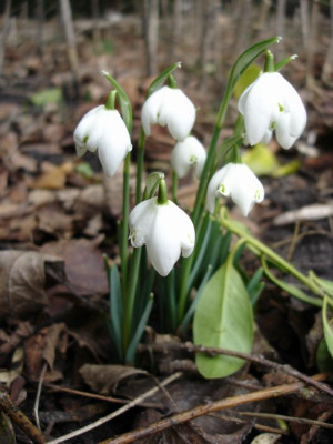 Groenanderung_DSC02041.JPG