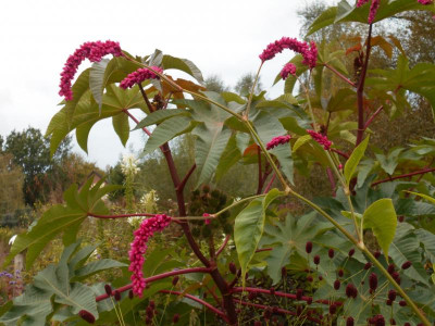 PersicariaOrientalisBlüte.JPG