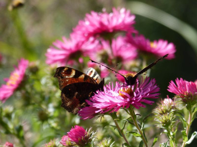 2017-09-20 Gartenimpressionen 8.jpg