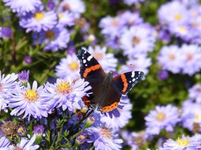 2017-09-20 Gartenimpressionen 9.jpg