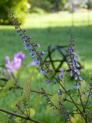 2017-09-20 Plectranthus excisus.jpg