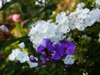 2017-09-20 Gartenimpressionen 4.jpg