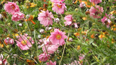 DSCN0771.JPG