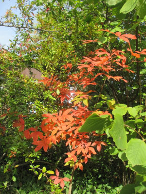 IMG_0855.JPG